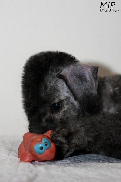 Dandy Sting Happy Sheep (3).jpg